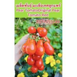 เมล็ดพันธุ์ มะเขือเทศลูกแพร์ Pear Tomato (Original) ***มะเขือเทศแดง Pear Tomato Red*สายพันธุ์ OP จำนวน100เมล็ด