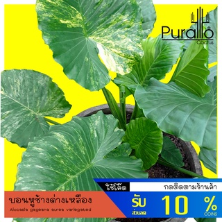 บอน อโลคาเซีย หูช้างด่างเหลือง (ไม้หน่อ) Alocasia gageana aurea variegated #Alocasia #ไม้ด่าง #variegated