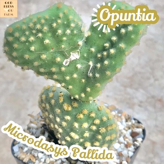 [หูช้าง] Opuntia Microdasys Pallida ส่งพร้อมกระถาง แคคตัส Cactus Succulent Haworthia Euphorbia ไม้หายาก พืชอวบน้ำ