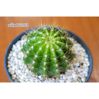 แคคตัส กระบองเพชร อิชินอฟซิส ไซด์ใหญ่ พร้อมให้ดอก (Echinopsis)