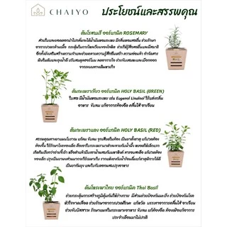 ต้นแคทนิปสมุนไพรสำหรับแมว ออร์แกนิค Organic Catnip และต้นสมุนไพรออร์แกนิค Organic Herbs (เลือกชนิดที่ตัวเลือก)