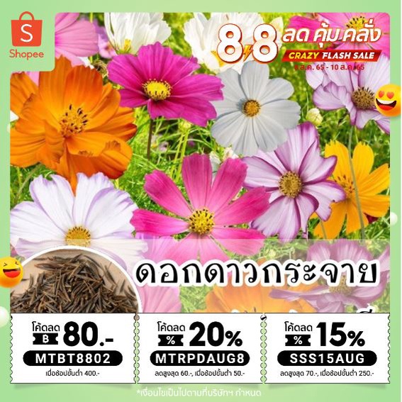 [8.8กรอกMTRPDAUG8] รหัส 003 ดอกดาวกระจาย คละสี  ดอกคอสมอส (Mixed Cosmos Flower) ปลูกง่ายโตเร็ว ปลูกได้ตลอดทั้งปี ดอกไม้