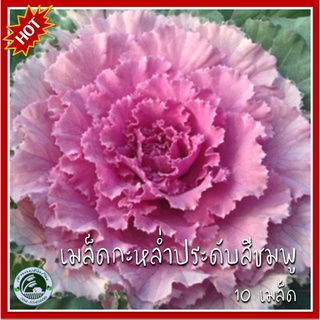 10 เมล็ด กะหล่ำประดับโอซาก้าสีชมพู  WhitePink Osaka Ornamental Cabbage กะหล่ำประดับ เมล็ดกะหล่ำ ปูเล่ เมล็ดกะหล่ำประดับ