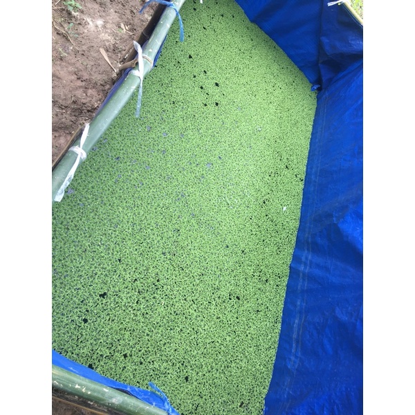 แหนแดง  (Azolla microphylla) กรมวิชาการเกษตร 1 กก. 100 บาท