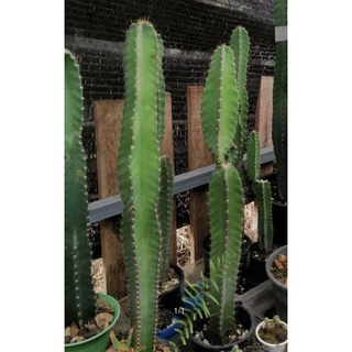 คอนโดนางฟ้ายักษ์ซีรีอุส ตัดสด กระบองเพรช ขนาด30-50เซน Cactus ปลูกง่าย ส่งต้นไม่มีกระถาง🌵💚💚