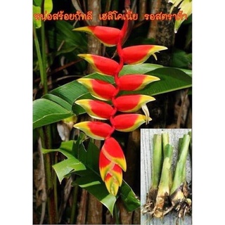 Heliconia ธรรมรัษา สร้อยกัทลี ส่งแบบหน่อตัดใบ 5 หน่อ