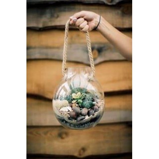 Terrarium สวนขวดแก้ว โหลแก้วทรงตะเกียง