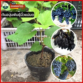 🍇 ต้นองุ่นพันธุ์นิ้วแม่มด ต้นกล้าองุ่นแบบติดตาแล้ว ต้นสูง 40 - 60 ซม 💯 นำเข้าจากออสเตรเลีย อร่อย หน้าสวย เลอค่า