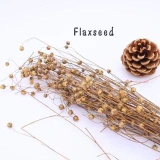 crazy pet shop🐹Flaxseed มิลเล็ตขาว/แดว ข้าวฟ่าง รวงข้าว ธัญพืช สำหรับแฮมสเตอร์