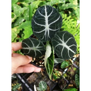 alocasia black velvet กระถาง​ 3-5 นิ้ว