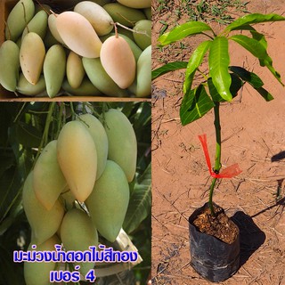 1 ต้น ต้นกล้ามะม่วงน้ำดอกไม้สีทอง เบอร์ 4  เสียบยอดโตเร็ว ผลใหญ่ แผลแห้งสนิท ลูกดก รับประกันพันธุ์แท้ จัดส่งพร้อมถุงชำ
