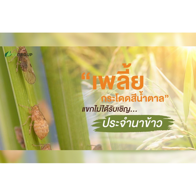 💢ขายยกลัง💢 ฟีโนแพ็ค ( 12L ) ฟิโนบูคาร์บ สารกำจัดแมลง เพลี้ยต่างๆ เพลี้ยกระโดดสีน้ำตาลในนาข้าว เพลี้ยจั้กจั่นในมะม่วง