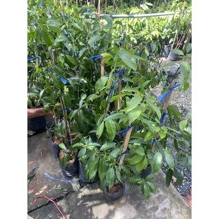 ต้นมะยงชิดทูลเกล้า กิ่งทาบ ขนาด60-80cm เป็นกิ่งทาบโตเร็วออกลูกไวรับประกันสายพันธุ์แท้