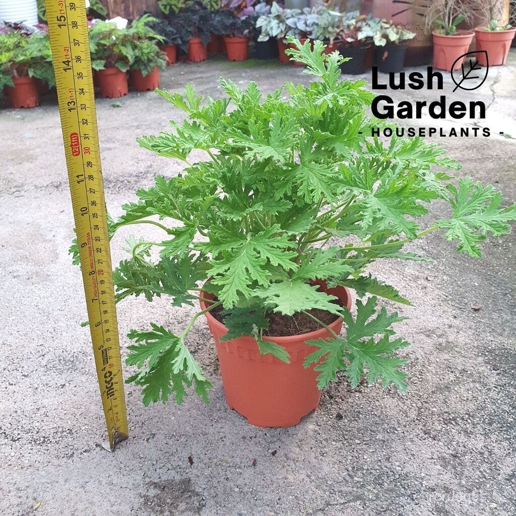 Mosquito Repellant Plant Pokok Halau Nyamuk Pelargonium Citrosum 驱蚊树