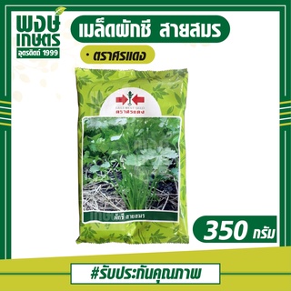 เมล็ดพันธุ์ผักชี สายสมร ตราศรแดง 350 กรัม