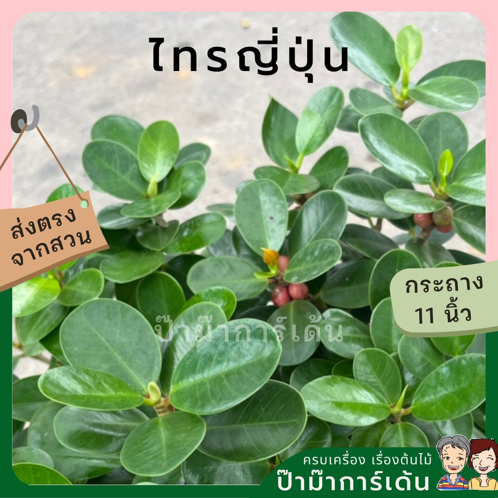 มุมมอง 2