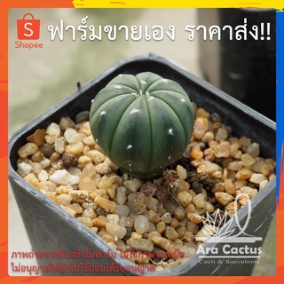 สวนขายเอง! แอสโตร Astrophytum asterias ไซส์กระถาง 2 นิ้ว แคคตัส กระบองเพชร ต้นไม้ประดับ อวบน้ำ  แคนตัส  ตะบองเพชร