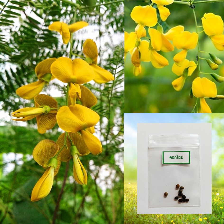เมล็ดดอกโสน 10 เมล็ด 🌱 ซื้อ 10 แถม 2 คละได้ 💥 เลือกของแถมได้ คิดถึงเมล็ดผัก คิดถึง skinsun