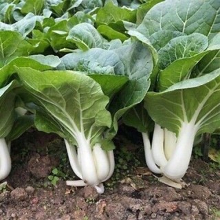 เมล็ดพันธุ์ กวางตุ้ง ฮ่องเต้ ก้านขาว (White Pak Choi)บรรจุ 500 เมล็ด ของแท้