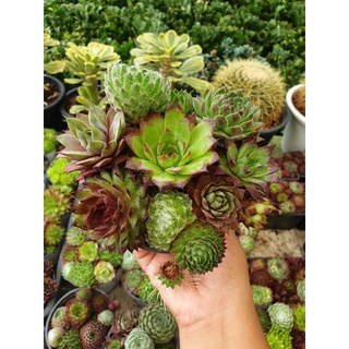 sempervivum mixed varietiesต้นไม้อวบน้ำเลี้ยงง่าย#กระถาง6-7นิ้ว#กุหลาบหิน