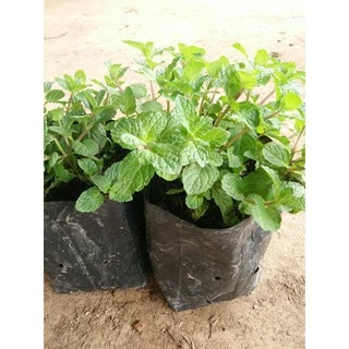 ขายต้นพันธ์ุสะระแหน่กระถาง4นิ้วหรือถุงดำ ถุงละ 30 บาท ผักสวนครัว สมุนไพร