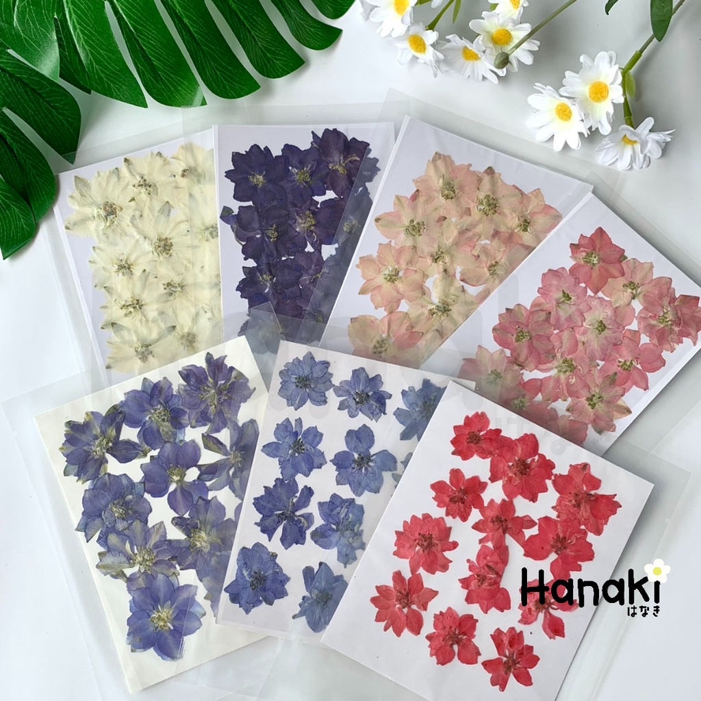 【พร้อมส่ง】ดอกเดลฟินเนียมทับแห้ง (Delphinium) ดอกไม้จริงทับแห้ง ดอกไม้ทับแห้ง Pressed Flowers