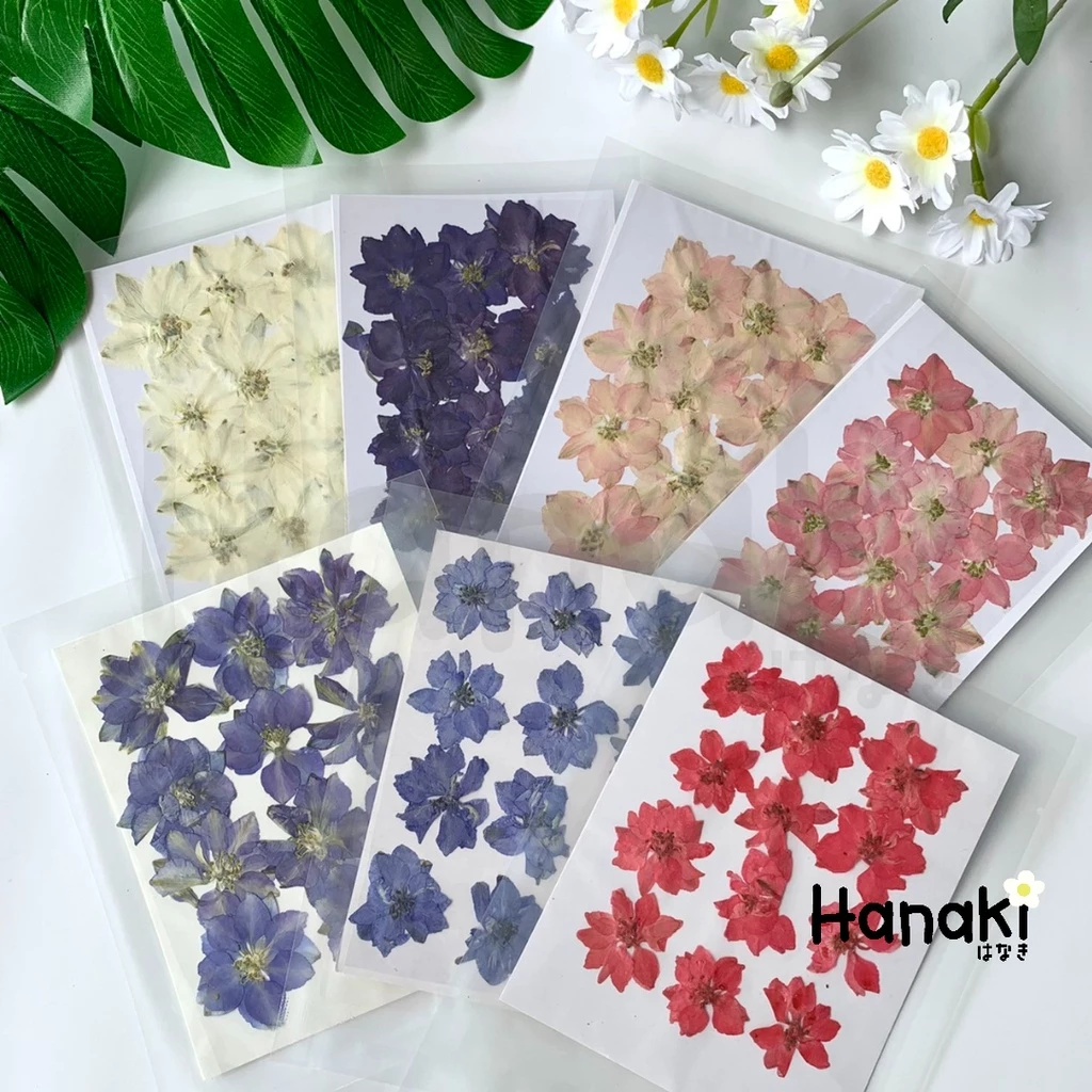 【พร้อมส่ง】ดอกเดลฟินเนียมทับแห้ง (Delphinium) ดอกไม้จริงทับแห้ง ดอกไม้ทับแห้ง Pressed Flowers💐