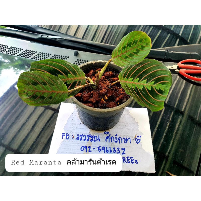 คล้ามารันต้าเรด (maranta red)