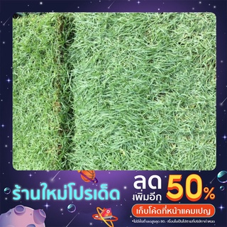 Green Galaxy ☘️ หญ้าพาสพาลัม (พันทลัม) ขนาด50×100cm.