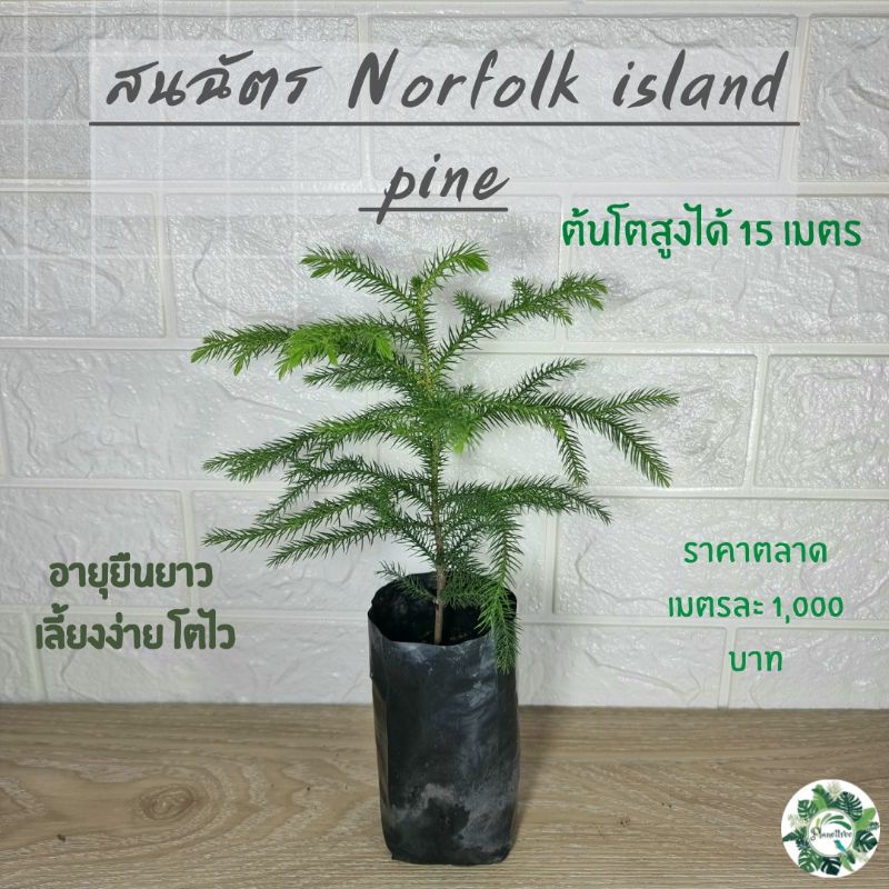 สนฉัตร (Norfolk island pines)🌲 สูง 22 ซม. ใบเขียวสวยงาม เลี้ยงง่ายโตไวไม้ประดับและสามารถทำขุดล้อมขายได้ราคาดี