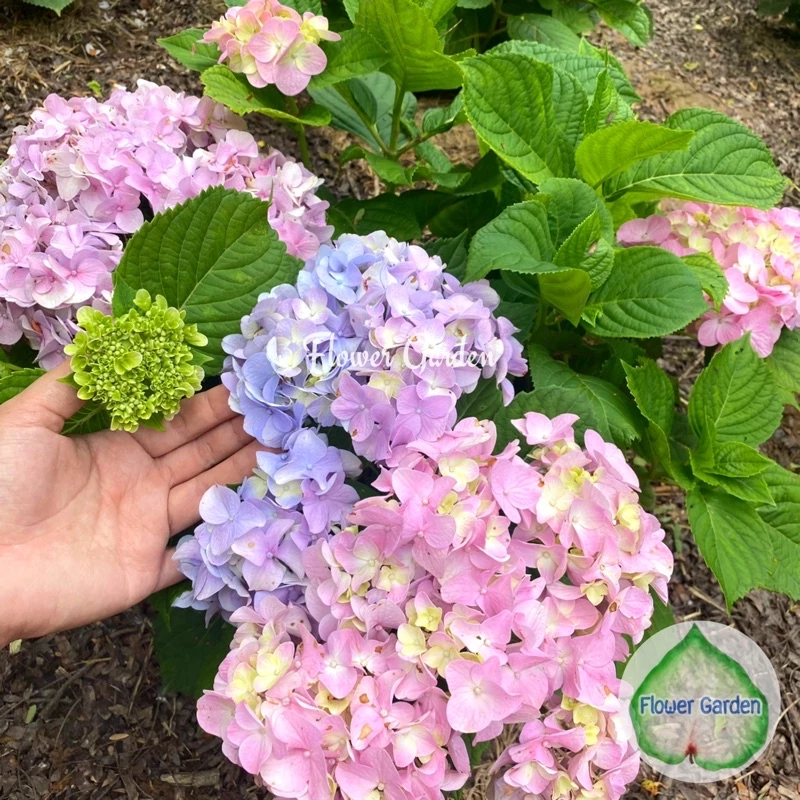 F118 ต้นไฮเดรนเยีย Hydrangea พันธุ์เบา โทนสีฟ้า ม่วง ชมพู ออกดอกทั้งปี แบบถุงพร้อมส่ง