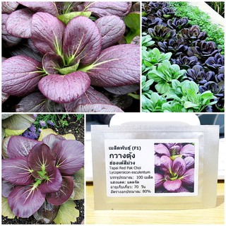 เมล็ดพันธุ์ กวางตุ้งฮ่องเต้สีม่วง (Tapai Red Pak Choi Seed) บรรจุ 100 เมล็ด คุณภาพดี ราคาถูก ของแท้ 100%