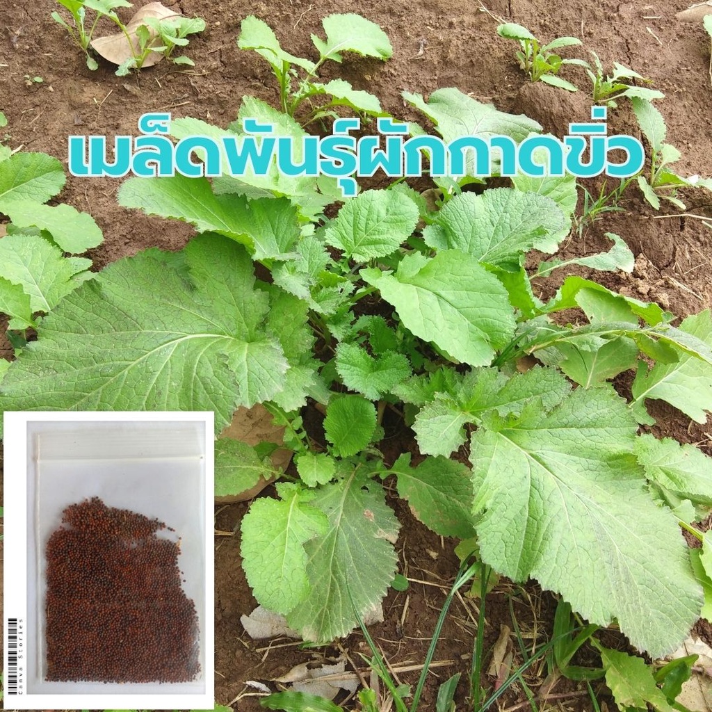 เมล็ดผักกาดขิ่ว ผักกาดหิ่น ผักกาดฮีน บรรจุซองละ 10กรัม ราคา 20บาท