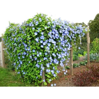 เมล็ดพันธุ์ มอร์นิ่งกลอรี เฮฟเวนรี่บลู (Heavenly Blue Morning Glory Seed) บรรจุ 40 เมล็ด คุณภาพดี ราคาถูก ของแท้ 100%