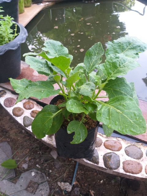 มะเขือเปราะเจ้าพระยา(Chao phaya eggplant)หรือมะเขือเผาะ พืชสวนครัว