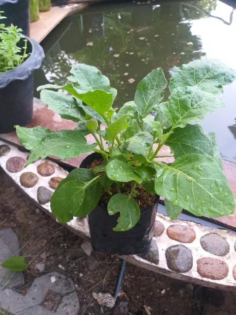 มะเขือเปราะเจ้าพระยา(Chao phaya eggplant)หรือมะเขือเผาะ พืชสวนครัว