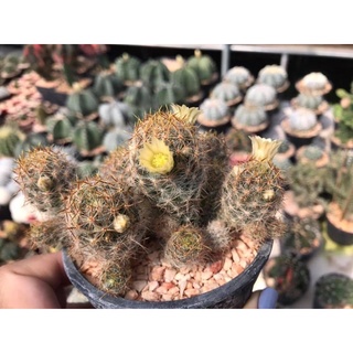 แมมเม็ดพริก mammillaria prolifera (อ่านรายละเอียดก่อนสั่งนะคะ🥰)