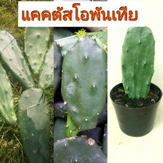 แคคตัส โอพันเทีย( Cactus Opuntia) แคคตัสหูกระต่าย ปลุกแบบอินทรีย์