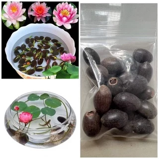 20เมล็ด เมล็ดพันธุ์ดอกบัวจิ๋ว เมล็ดพันธุ์ดอกไม้ ดอกบัวจิ๋ว บัวแคระคละสี ปลูกง่าย ออกดอกไว พร้อมส่งในไทย
