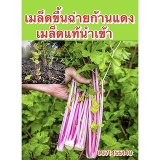 เมล็ดขึ้นฉ่ายก้านแดงเมล็ดนำเข้าพันธ์ุแท้เมล็ดนำเข้า150-200เมล็ด