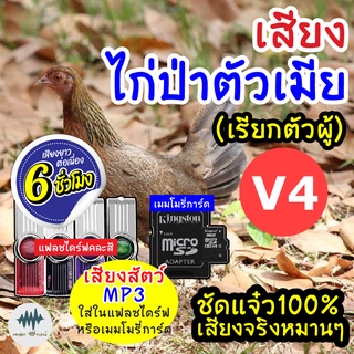 (MP3 เสียงต่อสัตว์) เสียงไก่ป่าเมียV.4 [6ชั่วโมง] ใส่แฟลชไดร์ฟ/เมมโมรี่ มีเก็บเงินปลายทาง เสียงดี ชัด100% ไม่มีโฆษณาแทรก