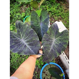 แบล็คเมจิกกลาย​/Colocasia​ Black​ magic​ Var.​ ด่างสวยๆ ด่างลงก้านก้านลาย