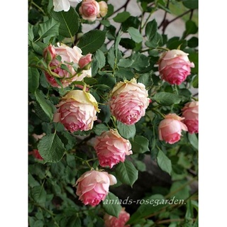 25เมล็ด เมล็ดกุหลาบ อังกฤษ พันธุ์เลื้อย สีชมพู กุหลาบหนู Rose seeds