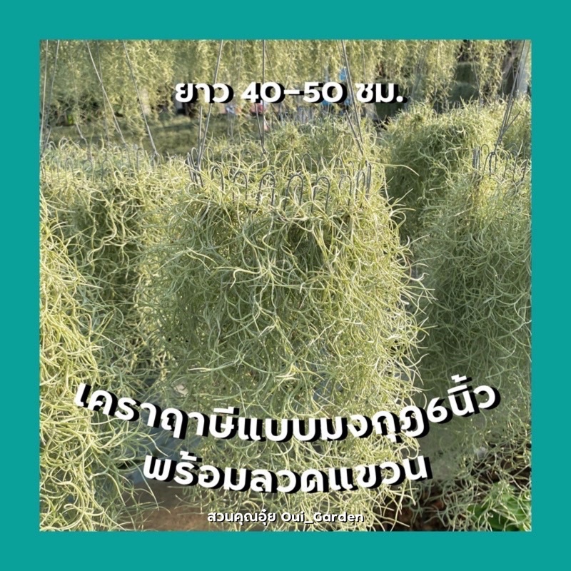 เคราฤาษี ใส่มงกุฎห่วง6และ10นิ้ว พร้อมลวดแขวน ยาว40-50 ซม. คัดดำ เคราสวยสุขภาพดี