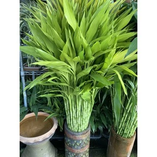 ไผ่กวนอิม ต้นตรงสูง150cm ตัดส่งได้เพียง1เมตร(หากต้องการ1.5เมตรให้มาซื้อหน้าร้าน)