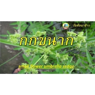สิงห์ไลย์ : เมตซัลฟูรอน-เมทิล 20% WG