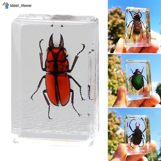 Beautiful Insect In Resin Animal Collection Paperweight for Office Desk for Men Women Biology Science Teacher Education