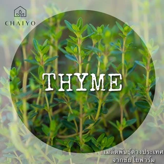 เมล็ด Thyme (Organic) ไธม์ ออร์แกนิค