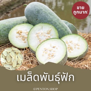 เมล็ดพันธุ์ฟักเขียว  10 เมล็ด ‼️ขั้นต่ำ‼️ สินค้าภายในร้าน30บาทขึ้นไปค่ะ