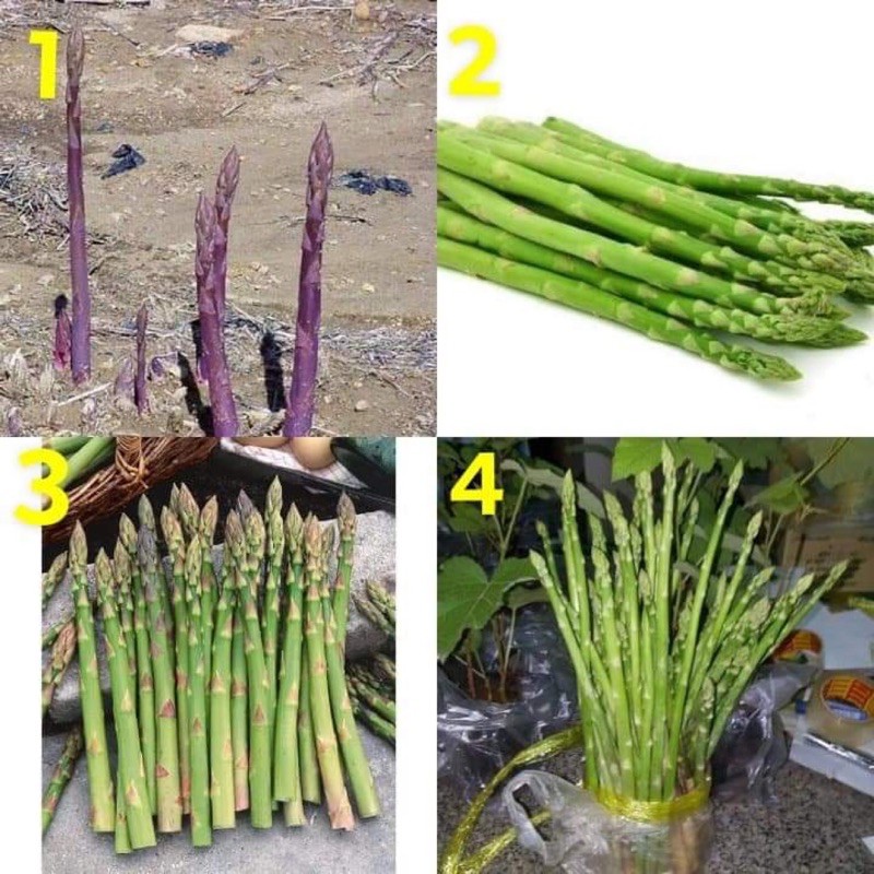 เมล็ด หน่อไม้ฝรั่ง Asparagus Seed / โมกขศักดิ์ / เมรี่วอชิงตัน / หน่อไม้ฝรั่ง แมรี่